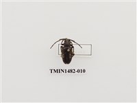 藏品(毛腹星斑天牛)的圖片